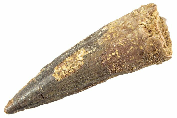 Fossil Spinosaurus Tooth - Real Dinosaur Tooth #360176